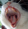Benutzeravatar